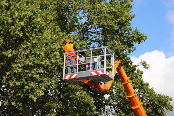 Leaf Removal in Cortez, FL